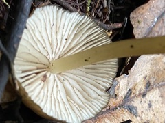 Entoloma procerum