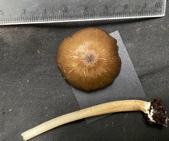 Entoloma procerum