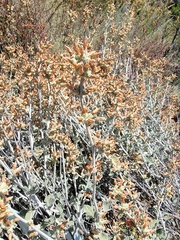 Malacothamnus arcuatus