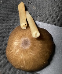 Entoloma procerum