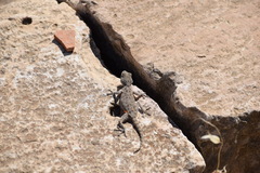 Ptyodactylus puiseuxi