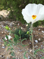 Argemone grandiflora