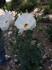 Argemone grandiflora