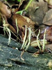 Xylaria cornu-damae