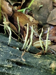 Xylaria cornu-damae