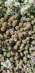 Thymus camphoratus