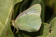 Colias alexandra