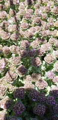 Thymus camphoratus