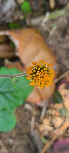 Image of Verbesina alata by (c) ritirene, some rights reserved (CC BY)
