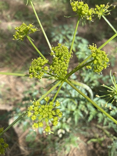 Fern-leaved Lomatium