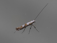 Acrocercops albinatella