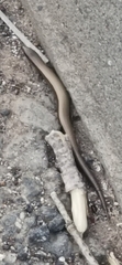 Ablepharus rueppellii