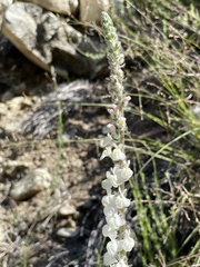 Sairocarpus coulterianus
