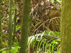 Schiffornis virescens