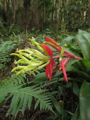 Billbergia amoena