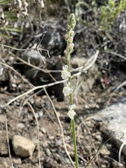 Sairocarpus coulterianus