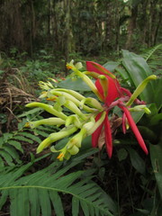 Billbergia amoena