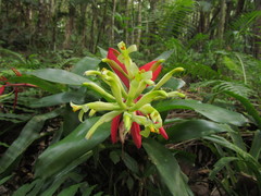 Billbergia amoena