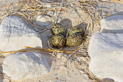 Recurvirostra americana