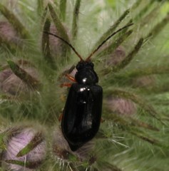Luperus xanthopoda