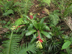 Billbergia amoena