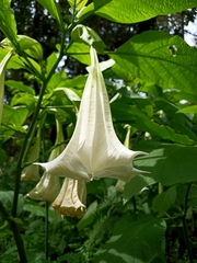 Brugmansia suaveolens