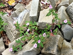 Impatiens platypetala
