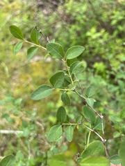 Symphoricarpos albus