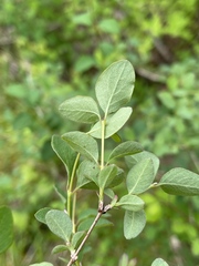 Symphoricarpos albus