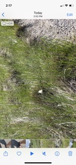 Pieris