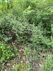 Symphoricarpos albus