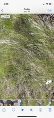 Pieris