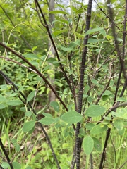 Symphoricarpos albus