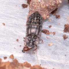 Micropeplus