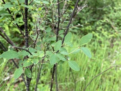 Symphoricarpos albus