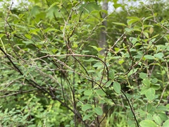 Symphoricarpos albus