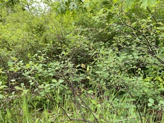 Symphoricarpos albus