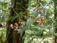 Medinilla alpestris