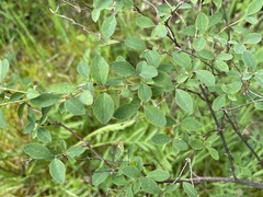 Symphoricarpos albus