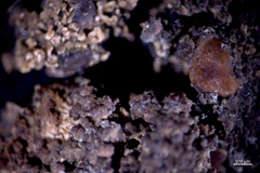 Fuscopannaria pacifica