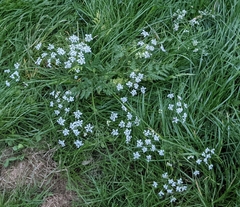 Anthriscus sylvestris