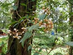 Medinilla alpestris