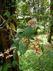 Medinilla alpestris