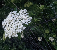 Sambucus nigra