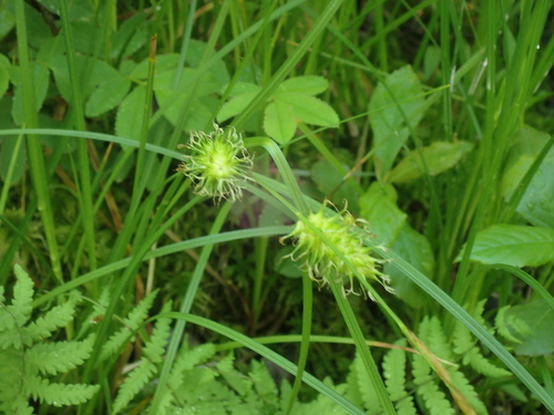 Image of Carex bullata by (c) John Baur, some rights reserved (CC BY)