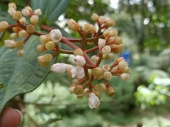 Medinilla alpestris