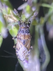 Phlegyas abbreviatus