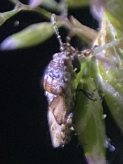 Phlegyas abbreviatus