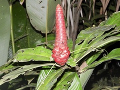 Costus scaber