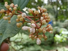 Medinilla alpestris